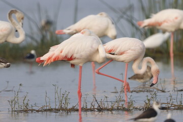 This breathtaking image captures a flamingo in its natural habitat at Bhigwan, Maharashtra, a...