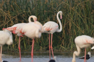 This breathtaking image captures a flamingo in its natural habitat at Bhigwan, Maharashtra, a renowned birdwatching destination. With its elegant long legs, curved neck, and striking pink feathers, th