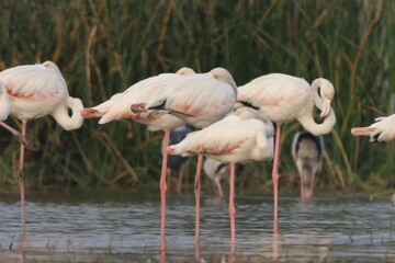 This breathtaking image captures a flamingo in its natural habitat at Bhigwan, Maharashtra, a renowned birdwatching destination. With its elegant long legs, curved neck, and striking pink feathers, th