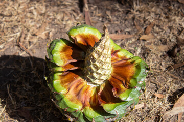 Araucaria por dentro