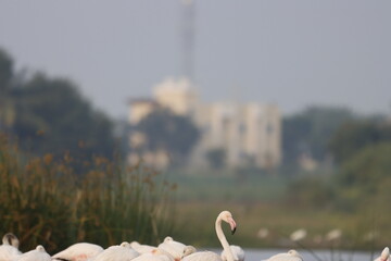 This breathtaking image captures a flamingo in its natural habitat at Bhigwan, Maharashtra, a...