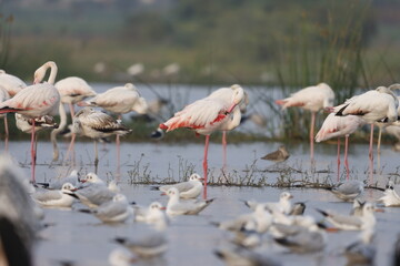 This breathtaking image captures a flamingo in its natural habitat at Bhigwan, Maharashtra, a...