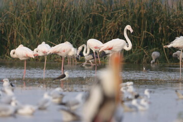 This breathtaking image captures a flamingo in its natural habitat at Bhigwan, Maharashtra, a renowned birdwatching destination. With its elegant long legs, curved neck, and striking pink feathers, th