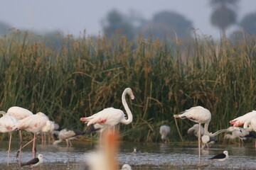 This breathtaking image captures a flamingo in its natural habitat at Bhigwan, Maharashtra, a...