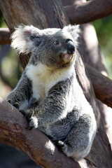 Obraz premium Wild Koala (Phascolarctos cinereus) at Cape Otway, along the famous Great Ocean Road in Victoria, Australia 