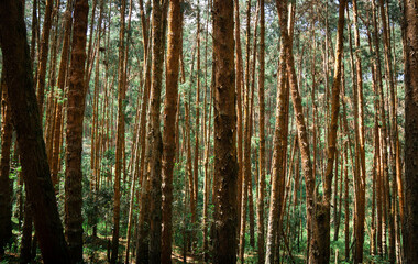 Coniferous Indian long leaf pine forest Pinus roxburghii

