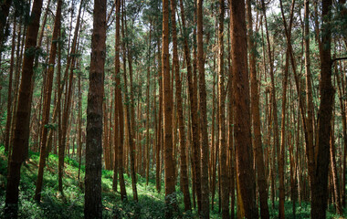 Coniferous Indian long leaf pine forest Pinus roxburghii
