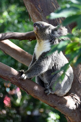 Wild Koala (Phascolarctos cinereus) at Cape Otway, along the famous Great Ocean Road in Victoria, Australia
