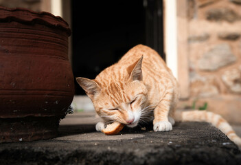 Extremely Detailed closeup of a pretty ginger cat in early morning light cat eating