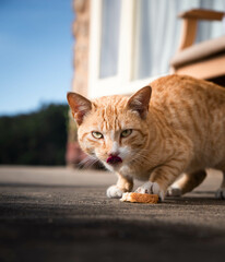 Extremely Detailed closeup of a pretty ginger cat in early morning light cat eating