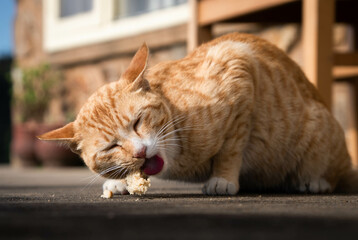Extremely Detailed closeup of a pretty ginger cat in early morning light cat eating
