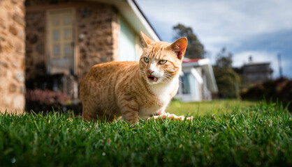 Extremely Detailed closeup of a pretty ginger cat in early morning light cat eating