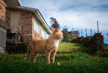 Extremely Detailed closeup of a pretty ginger cat in early morning light cat attitude