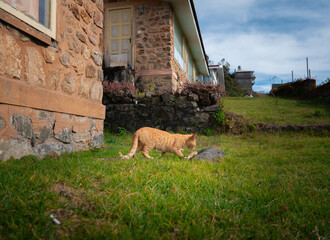 Extremely Detailed closeup of a pretty ginger cat in early morning light cat attitude