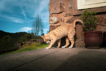 Extremely Detailed closeup of a pretty ginger cat in early morning light cat attitude