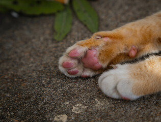Extremely Detailed closeup of a pretty ginger cat paw
