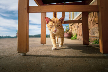 Extremely Detailed closeup of a pretty ginger cat in early morning light cat attitude