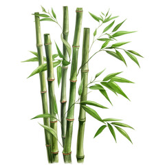 bamboo isolated on white