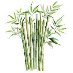 bamboo isolated on white