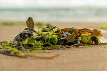 close up of a fresh acean fruit salad