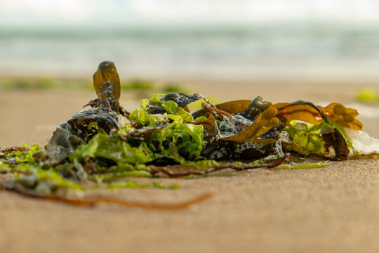 close up of a fresh acean fruit salad