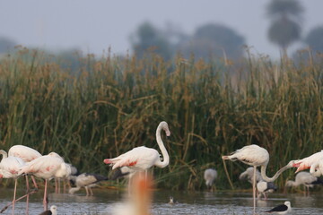 This breathtaking image captures a flamingo in its natural habitat at Bhigwan, Maharashtra, a...