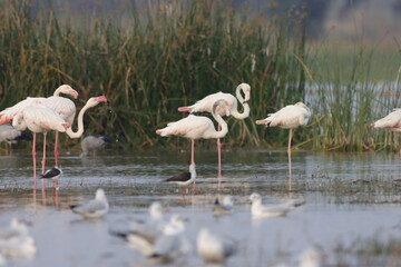 This breathtaking image captures a flamingo in its natural habitat at Bhigwan, Maharashtra, a renowned birdwatching destination. With its elegant long legs, curved neck, and striking pink feathers, th