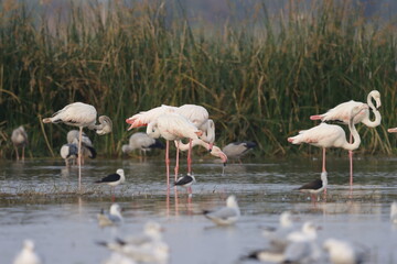 This breathtaking image captures a flamingo in its natural habitat at Bhigwan, Maharashtra, a renowned birdwatching destination. With its elegant long legs, curved neck, and striking pink feathers, th