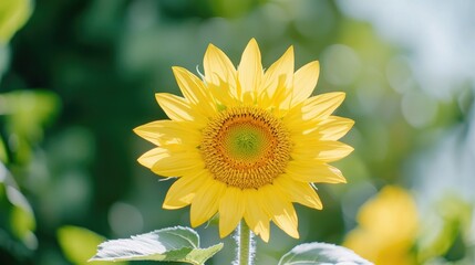 Fototapeta premium Close-up sunflower in garden; bright sunshine; natural beauty; perfect for nature, educational, and gardening use