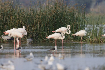 This breathtaking image captures a flamingo in its natural habitat at Bhigwan, Maharashtra, a...
