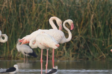 This breathtaking image captures a flamingo in its natural habitat at Bhigwan, Maharashtra, a renowned birdwatching destination. With its elegant long legs, curved neck, and striking pink feathers, th