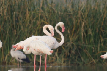 This breathtaking image captures a flamingo in its natural habitat at Bhigwan, Maharashtra, a renowned birdwatching destination. With its elegant long legs, curved neck, and striking pink feathers, th