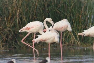 This breathtaking image captures a flamingo in its natural habitat at Bhigwan, Maharashtra, a renowned birdwatching destination. With its elegant long legs, curved neck, and striking pink feathers, th