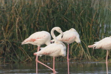 This breathtaking image captures a flamingo in its natural habitat at Bhigwan, Maharashtra, a renowned birdwatching destination. With its elegant long legs, curved neck, and striking pink feathers, th