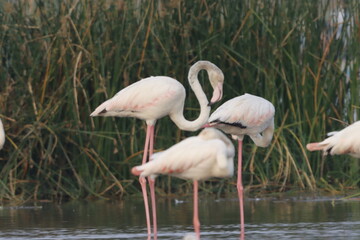 This breathtaking image captures a flamingo in its natural habitat at Bhigwan, Maharashtra, a renowned birdwatching destination. With its elegant long legs, curved neck, and striking pink feathers, th