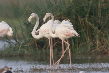 This breathtaking image captures a flamingo in its natural habitat at Bhigwan, Maharashtra, a...