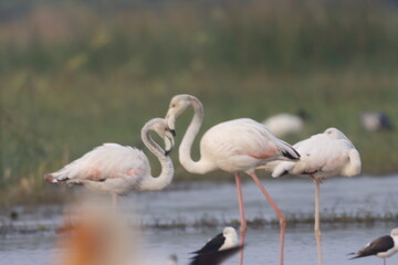 This breathtaking image captures a flamingo in its natural habitat at Bhigwan, Maharashtra, a...