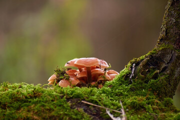 False honey fungus on a tree trunk in autumn in the forest