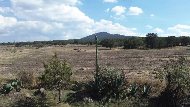 Quiote, edible flower stalk of the agave plant, growing in a field with a volcano in the background