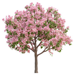 PNG Blooming spring flower tree flowers blossom nature.