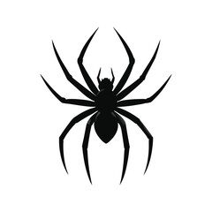 spider on a white background