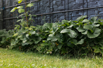 Erdbeeren in Garten gepflanzt in Sommer mit Sonne  