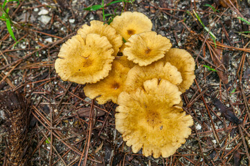 A cluster of mushrooms in a Florida forest. 