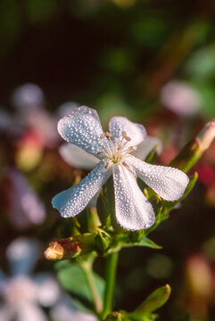 A macro shot of  a dew covered single white and yellow Bidens alba Florida wild flower.