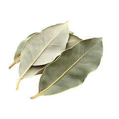 bay leaf isolated on white