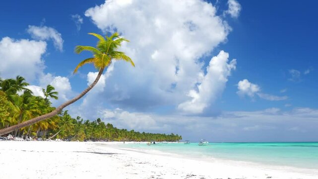 Coconut palm tree on white sandy beach at caribbean island. Travel getaways. Summer holidays. Saona Island