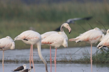 This breathtaking image captures a flamingo in its natural habitat at Bhigwan, Maharashtra, a renowned birdwatching destination. With its elegant long legs, curved neck, and striking pink feathers, th