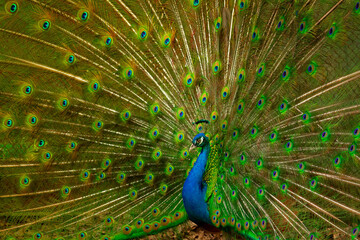Naklejka premium Peacock showing its colors to female.