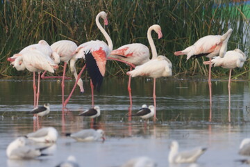 This breathtaking image captures a flamingo in its natural habitat at Bhigwan, Maharashtra, a renowned birdwatching destination. With its elegant long legs, curved neck, and striking pink feathers, th
