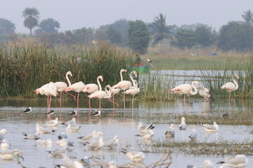 This breathtaking image captures a flamingo in its natural habitat at Bhigwan, Maharashtra, a...